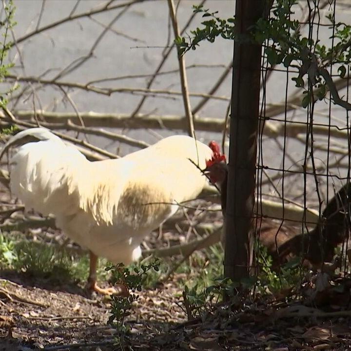 Catoosa chickens